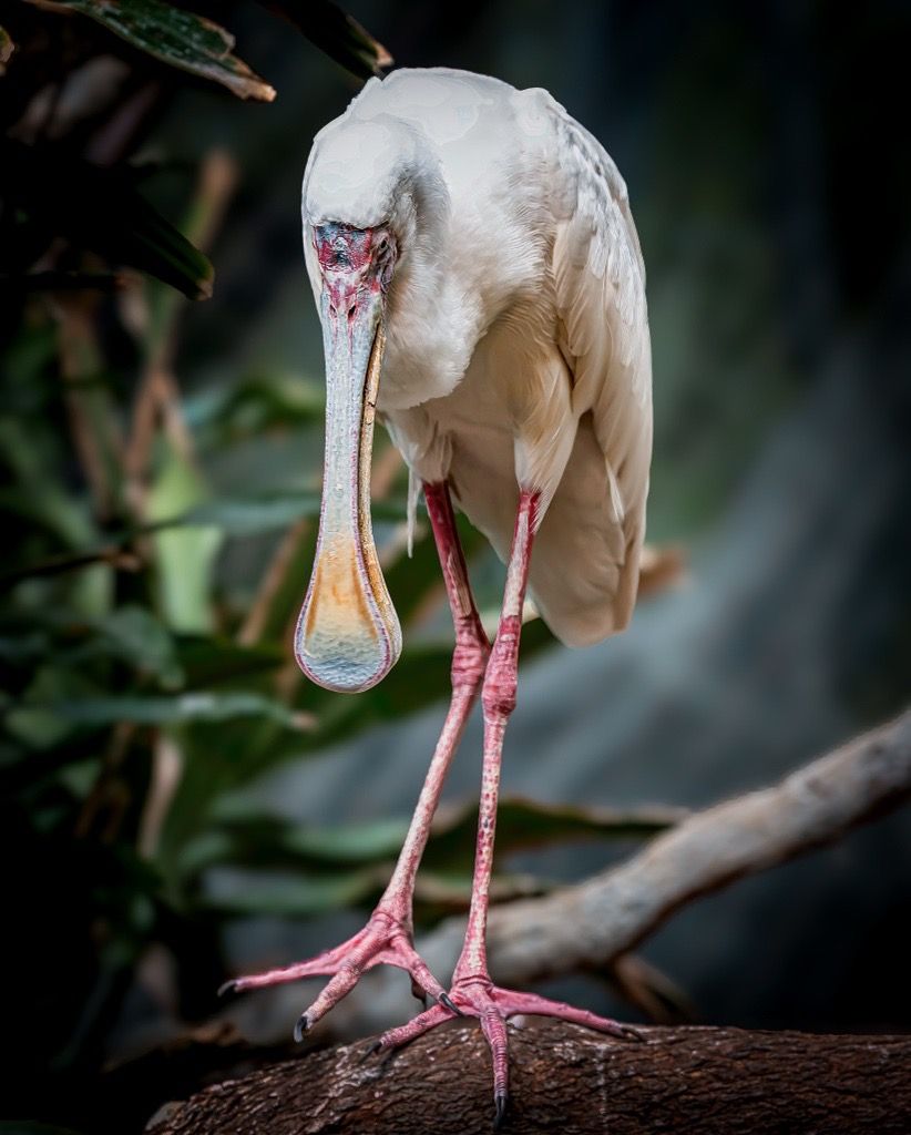 African Spoonbill, Tanzania
