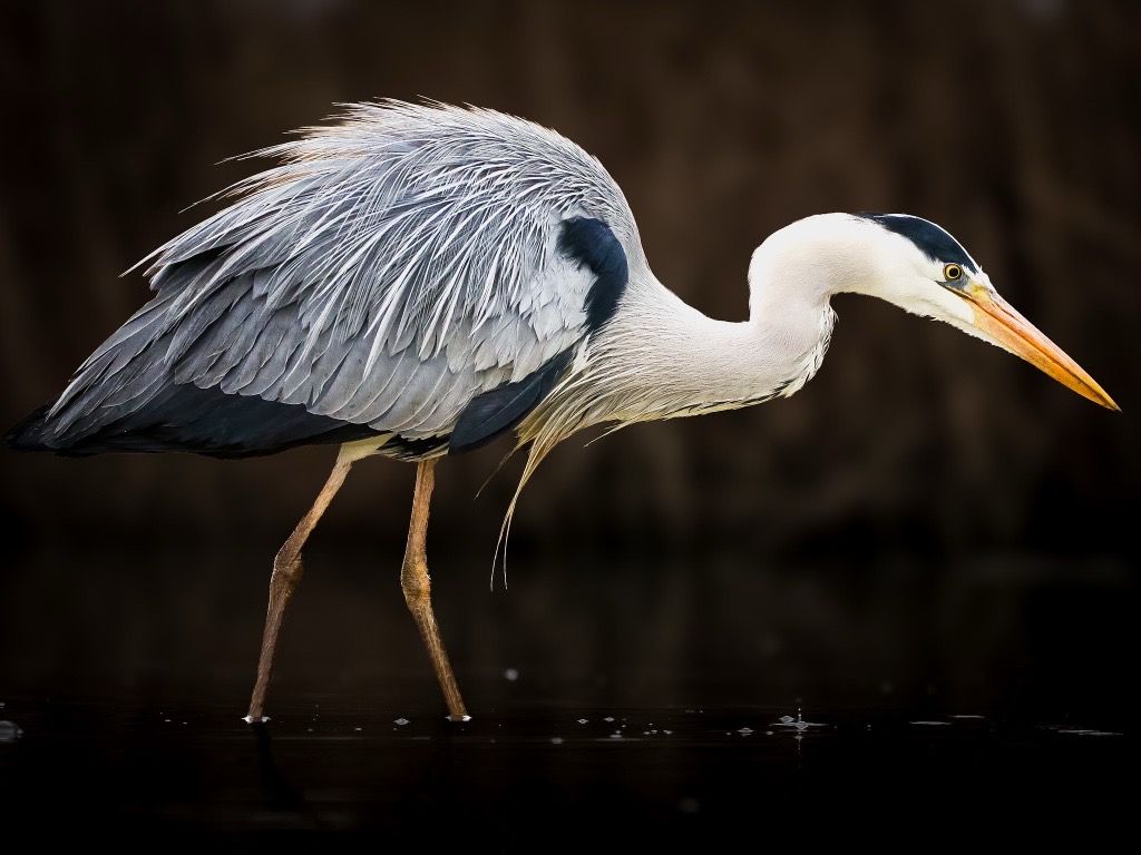Grey Heron, Virginia