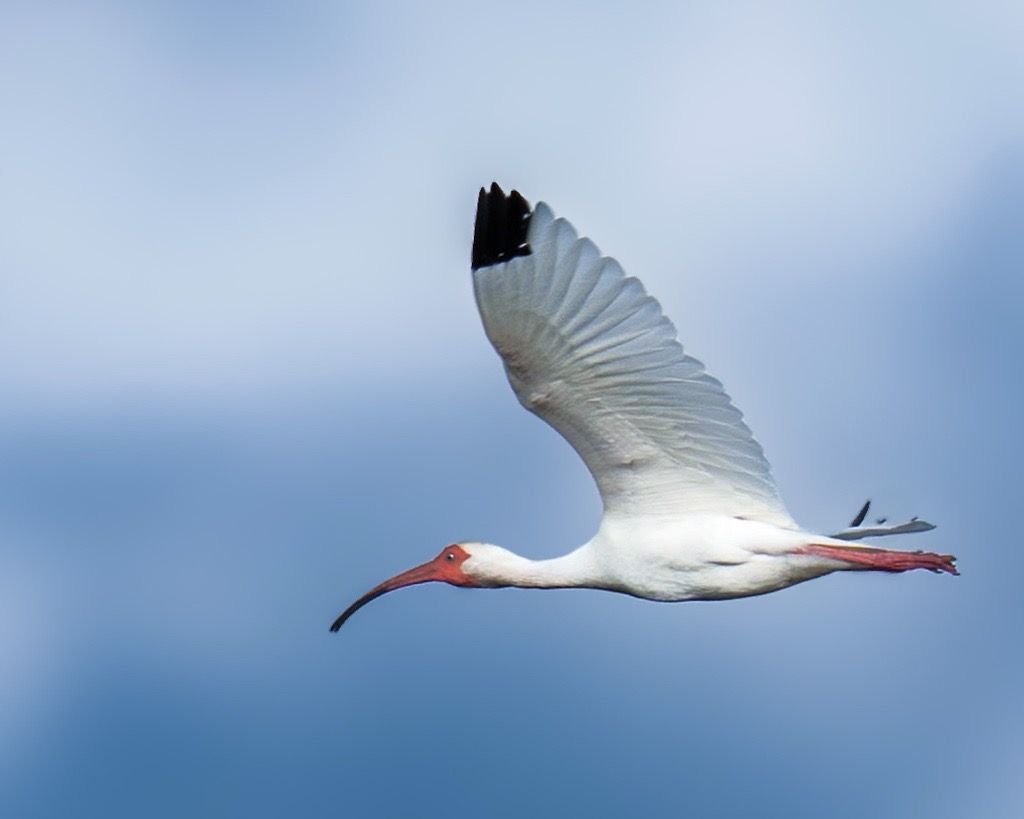 Ibis, Mexico