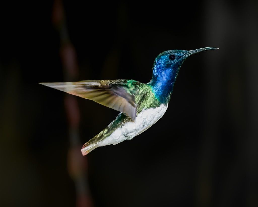 White-necked Jacobin, Ecuador