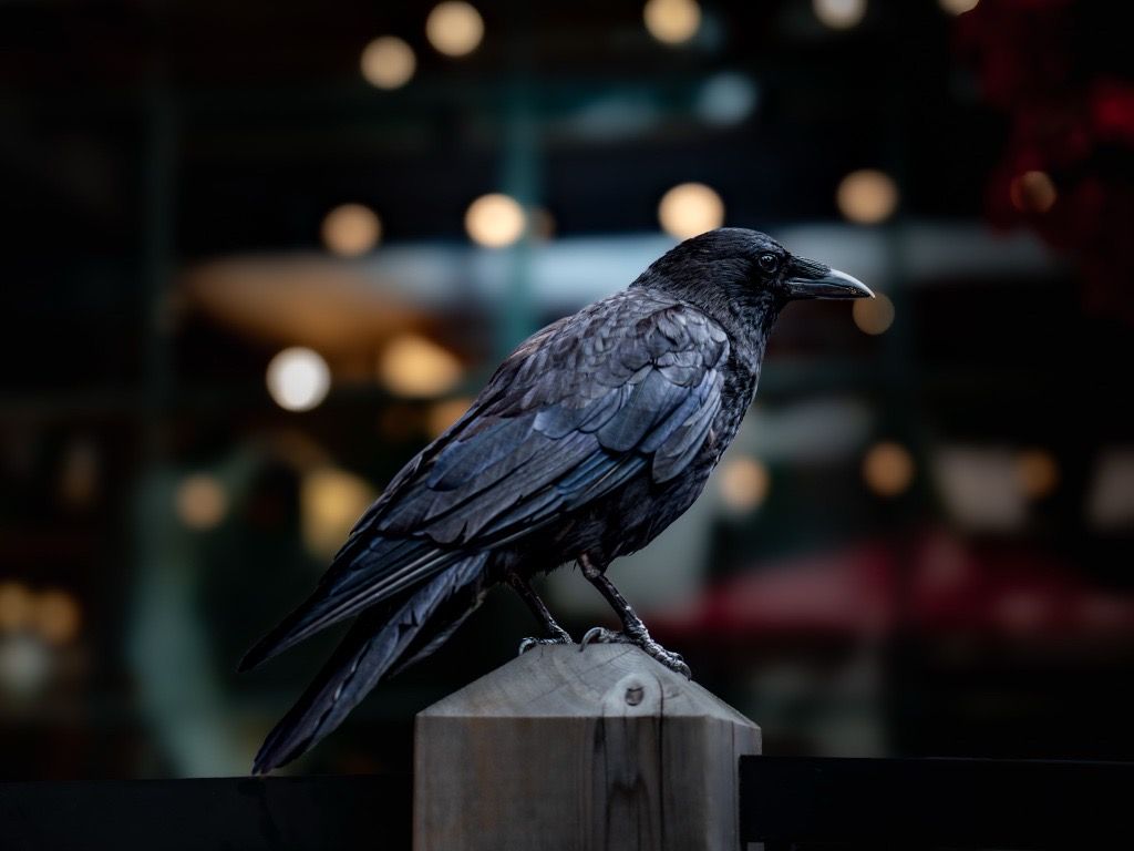 Common Raven, Vancouver, Canada