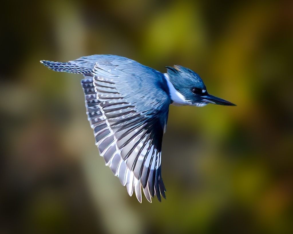 Belted Kingfisher, Texas