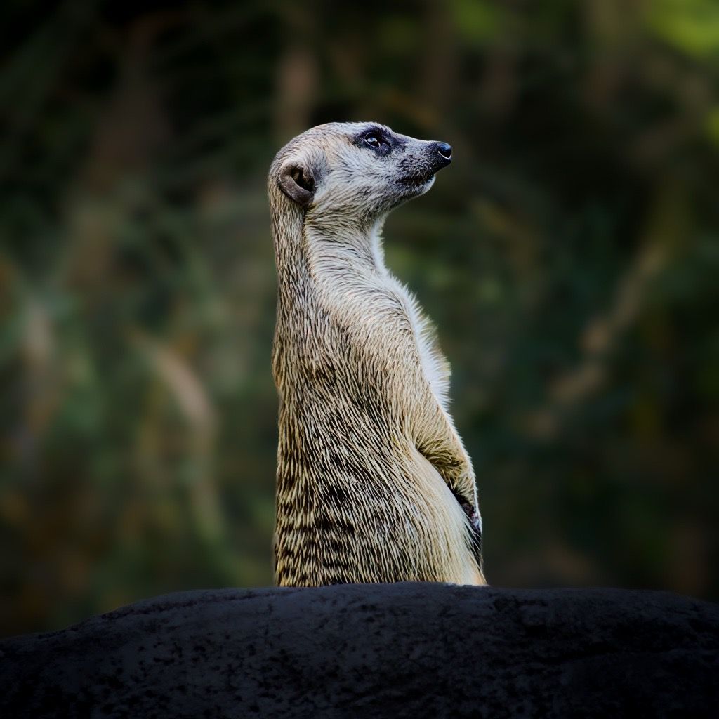 Meerkat, Tanzania