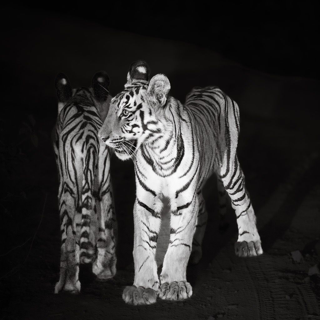 Tiger cubs, Tadoba, India