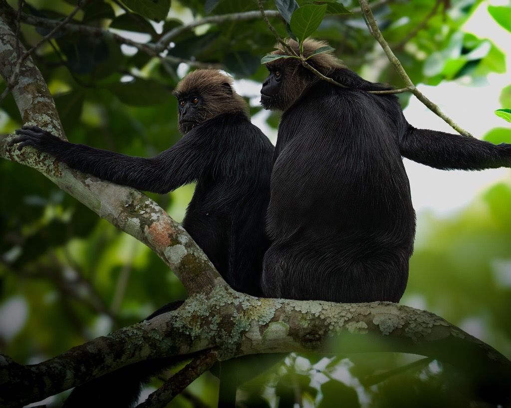 Nilgiri Langur, Kerala, India