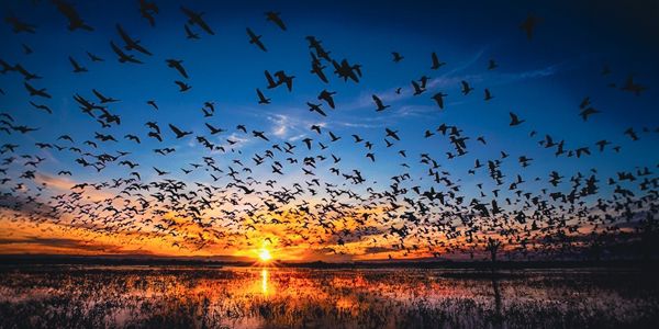 Bosque del Apache National Wildlife Refuge, New Mexico