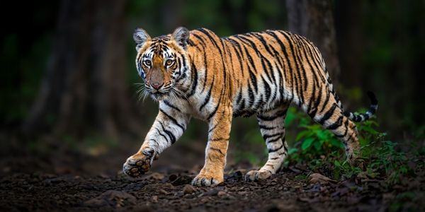 Tiger, Tadoba, India