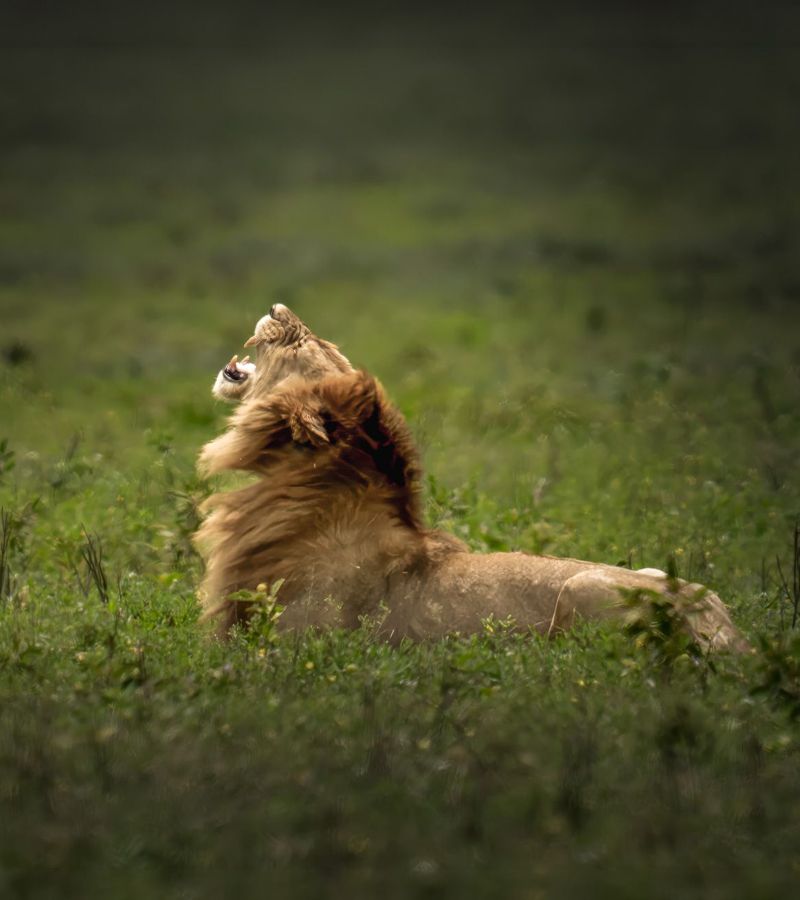 Serengeti Field Dispatch