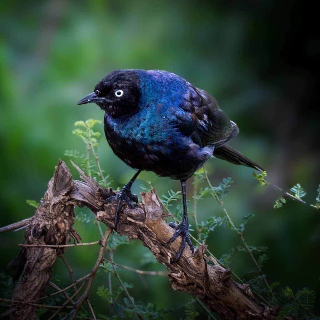 Common Grackle, Mexico