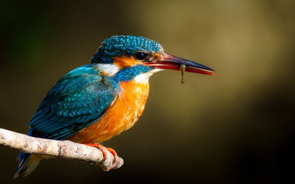 Common Kingfisher, Tadoba, India