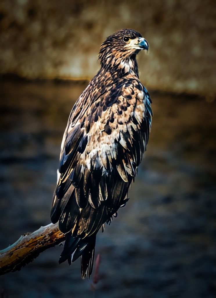 Alaska
