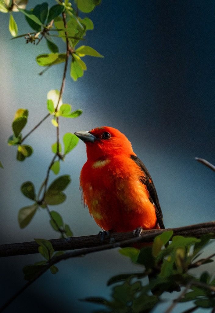 Scarlet Tanager, Delaware