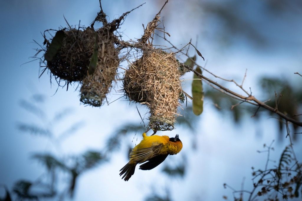 Yellow Weaver Bird, Tanzania